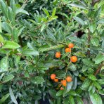 Hlohyňa šarlátová (Pyracantha) ´GOLDEN CHARMER´ - výška 50-70 cm, kont. C3L